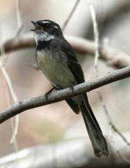 Wandering a WREN Reserve- Short walk 1km Grade 2 and Morning Tea