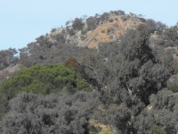 Budginigi Hill, Tabletop