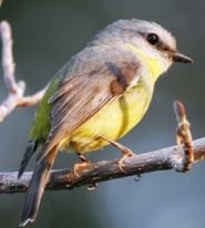 WREN Part 1 Bird Observing