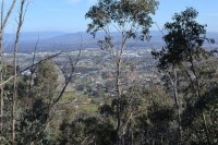 Postponed - Spotlighting for Greater Gliders - Evening Walk 2 hours Grade 1 - 2km