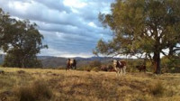 Federation Hill Loop, 13 km, grade 3 Walk.