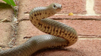 Tuesday walk - Wirraminna Nature Reserve, Burrumbuttock: 6km - grade 2