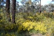 Warby Ovens National Park Biodiversity Campout