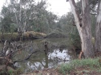 Wonga Wetlands  Grade 1 Half Day Walk