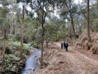 Yack Forest trail, 10.8 km grade 3 - Yackandandah