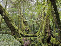 Lamington NAT Park QLD, Day walks, grade 3 and 4