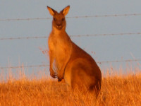 Tuesday morning walk - West Albury 8 km grade 2 