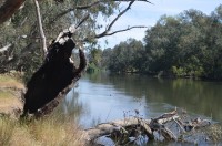 Wodonga Creek Grade 2 morning walk