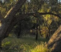 Evening walk along the Murray