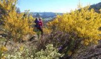 Beechworth Historic Park Spring Walk. 5km Grade 2-3