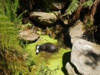 Mount Baranduda to Yackandandah via various ridges Medium Walk.