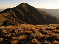 Mt Feathertop from Harrietville - Grade 4  day walk