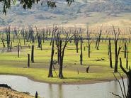 Morning stroll in the Wonga Wetlands