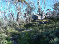 Walking At Dead Horse Gap and Thredbo...Grade 2&4 Day Walks