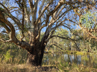 River Red Gum Trail, 7 km. Grade 3. Dogs Welcome