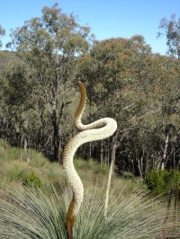 Khancoban Loop,7 km, Grade 3 Walk. Meeting 6.45 at Bunnings Wodonga