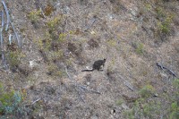Day Walk Beechworth to Wallaby Mine