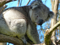 Tuesday walk: rail trail - Wodonga: 10 km grade 2