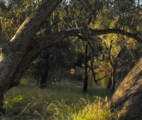 Walking along the Murray River