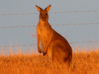 Tuesday morning walk - Mahers Hill: 8 km grade 3