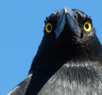 Tuesday walk - Wonga Wetlands, Albury: 6km - grade 2