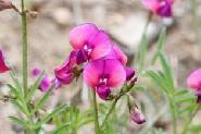 Baranduda Range Flora Survey