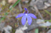 Nail Can Hill Wildflower walk