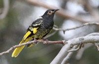 Regent Honeyeater Afternoon Grade 2 Walk and BBQ dinner, Chiltern Mt Pilot NP