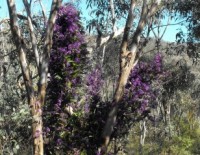 Nail Can Hill Wildflowers