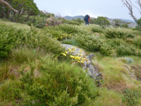  Californian Redwoods Beechworth- Grade 2 8 Kms approximately