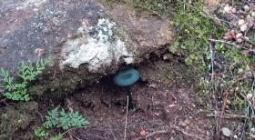 blue fungi