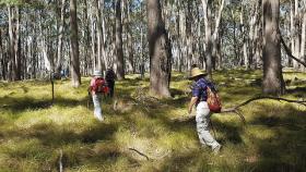 grassy woodland walk at baranduda