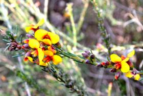 showy parrot pea nail can hill
