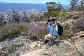 kunzea parviflora big walk