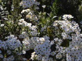 alpine daisies jan2018