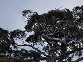 Ancient Snowgum