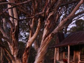 Alpine glow on wheelers hut