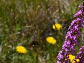 trigger plants mt hotham jan 2018