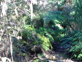 hinces creek track (3)