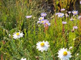 Paper Daisies