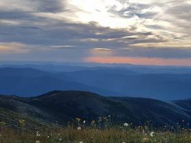 Mt Feathertop summit flora